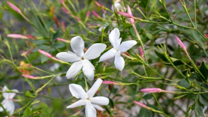 Jasminum officinale יסמין רפואי Jasminum officinale יסמין רפואי